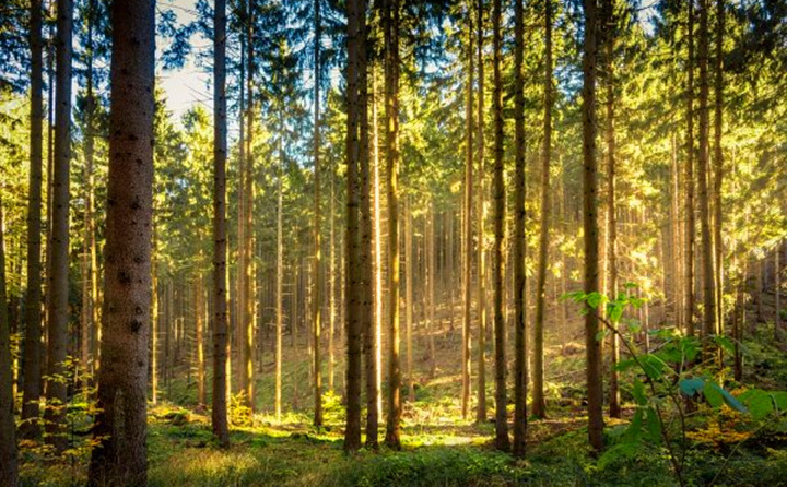 如果環境氣候破壞事件持續的增加,那么這些外部因素將導致對顆粒燃料的更高需求 如果環境氣候破壞事件持續的增加,那么這些外部因素將導致對顆粒燃料的更高需求