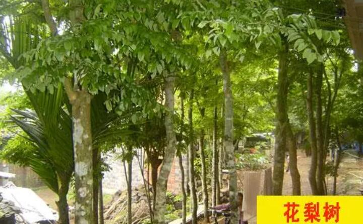 紅花梨樹 紅花梨樹